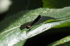 Heliocypha fenestrata