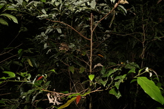 Cryptocarya erythroxylon