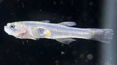 Gobiopterus chuno
