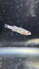 Gobiopterus chuno