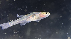 Gobiopterus chuno