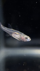 Gobiopterus chuno