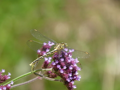 Austrogomphus guerini