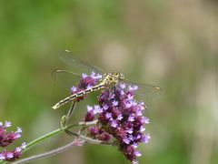 Austrogomphus guerini