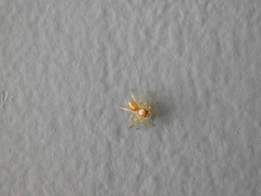 Cytaea