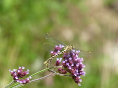 Austrogomphus guerini