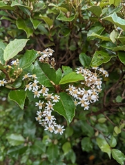 Olearia arborescens