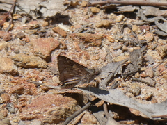 Trapezites phigalioides