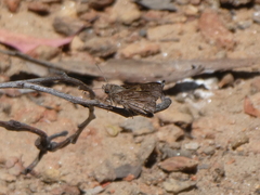 Trapezites phigalioides