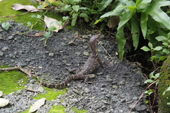 Varanus salvator bivittatus