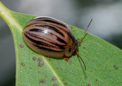 Paropsisterna