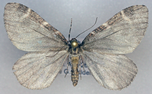Stamnodes blackmorei