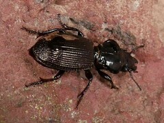 Mecodema moniliferum