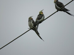 Nymphicus hollandicus