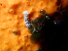 Aphelodoris brunnea