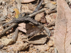 Trapezites phigalioides