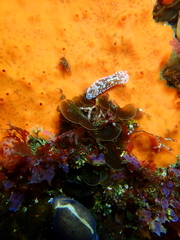 Aphelodoris brunnea