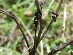 Eusynthemis guttata
