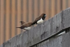 Lonchura leucogastroides