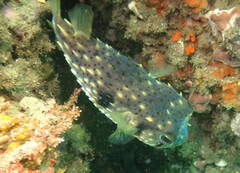 Dicotylichthys punctulatus