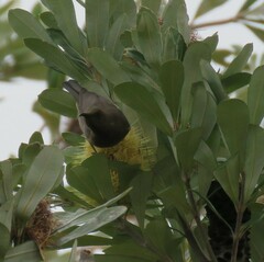 Myzomela obscura