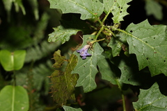 Solanum semiarmatum