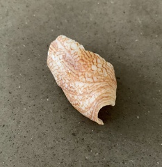 Conus textile