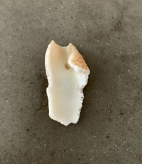 Conus textile