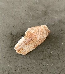 Conus textile