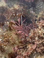 Calliarthron tuberculosum