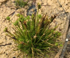 Isolepis hystrix