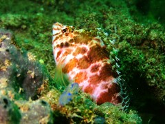 Cirrhitichthys aprinus