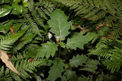Image of forest nightshade by (c) Greg Tasney, some rights reserved (CC BY-SA)