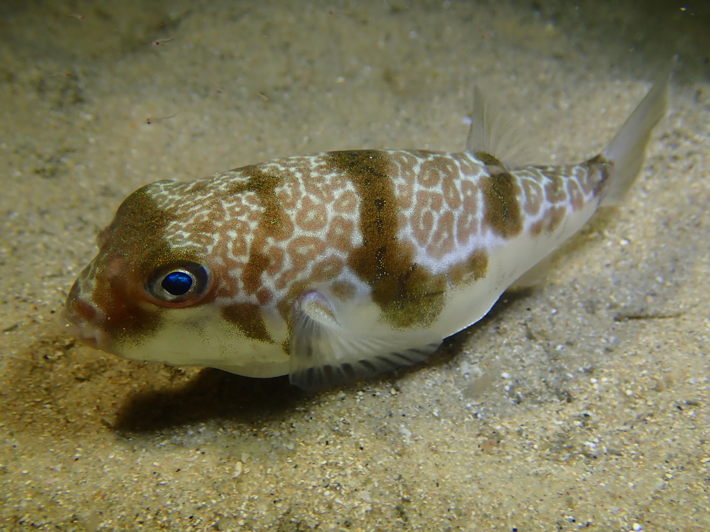 Halstead's toadfish (Reicheltia halsteadi) — Tetraodontidae