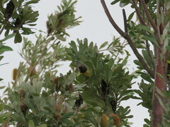 Myzomela obscura