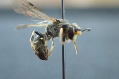 Hylaeus basalis