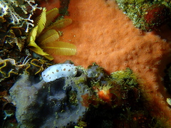 Aphelodoris sp-a