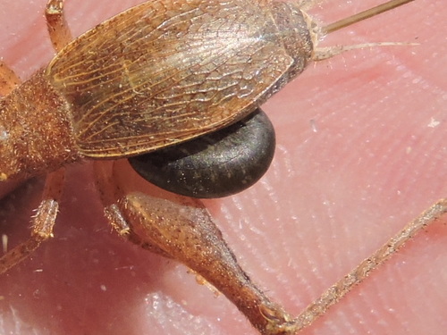 Rhopalosomatidae