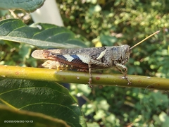 Xenocatantops brachycerus