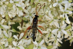 Echthromorpha intricatoria