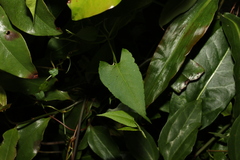 Muehlenbeckia gracillima