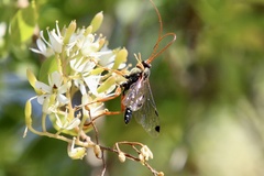 Echthromorpha intricatoria