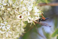 Echthromorpha intricatoria