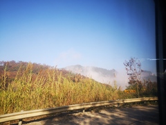 Phragmites karka
