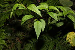 Deeringia amaranthoides
