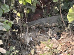 Varanus salvator