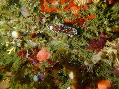 Aphelodoris brunnea