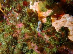 Aphelodoris brunnea