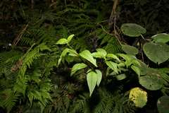 Deeringia amaranthoides