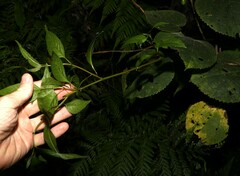 Deeringia amaranthoides